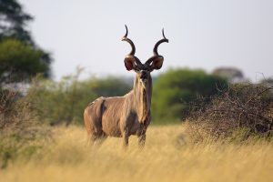 Tusker Safaris beautiful Wildlife