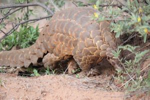 Tusker Safaris beautiful Wildlife