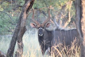 Tusker Safaris beautiful Wildlife